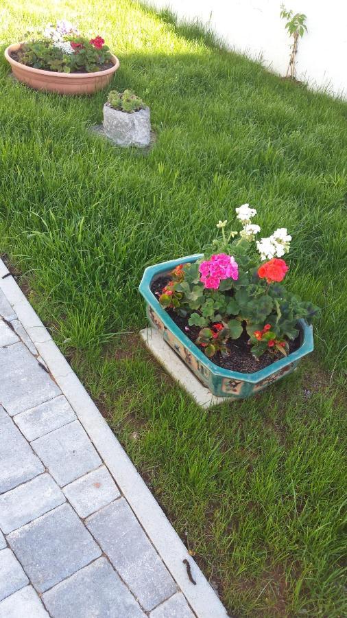 Moonflower Pliskovica Exteriör bild